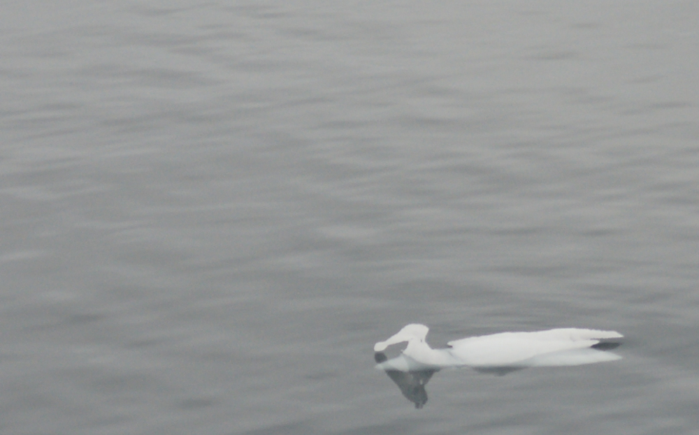 Eisvogel in der Antarktis