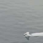 Eisvogel in der Antarktis