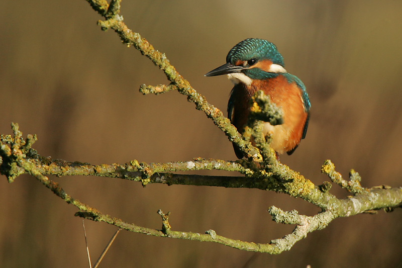 Eisvogel in der...