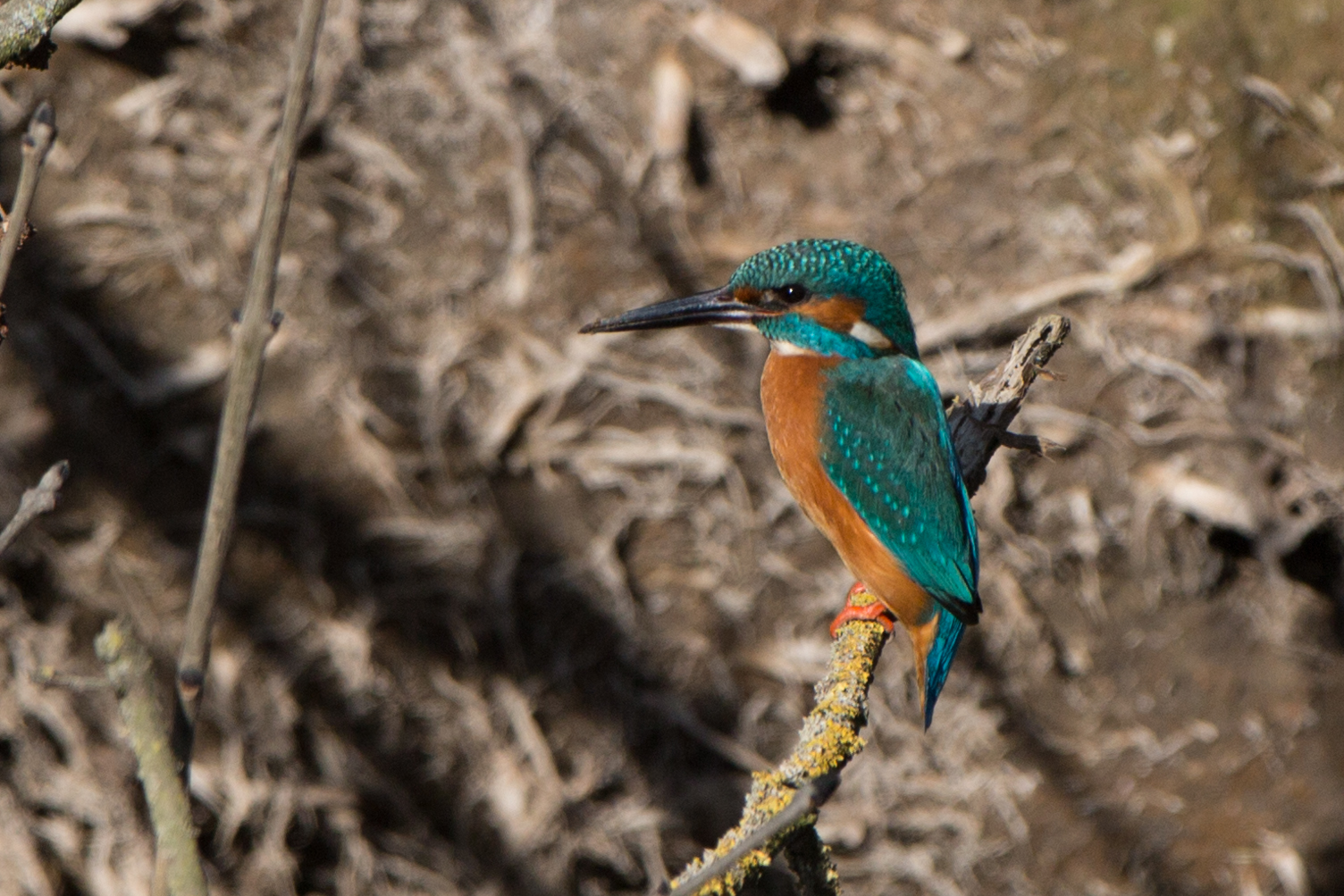 Eisvogel in der Frühjahrssonne