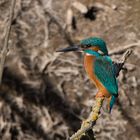 Eisvogel in der Frühjahrssonne