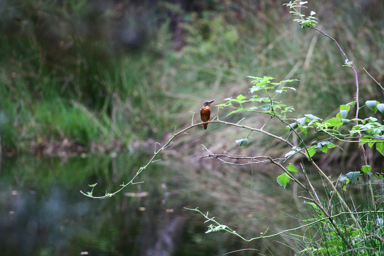 Eisvogel in der Göhrde