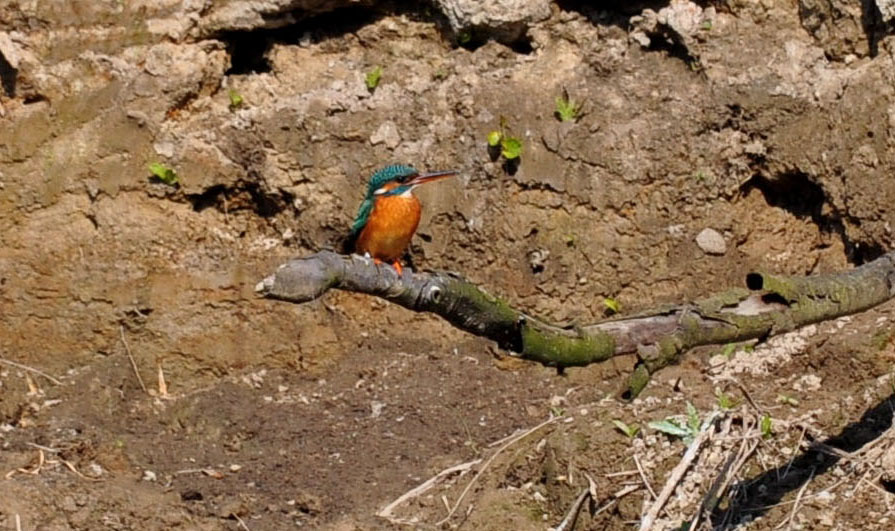 Eisvogel in der Hammer Lippeaue