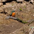 Eisvogel in der Hammer Lippeaue