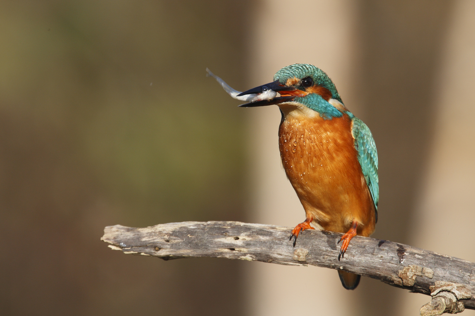 Eisvogel in der Herbstsonne