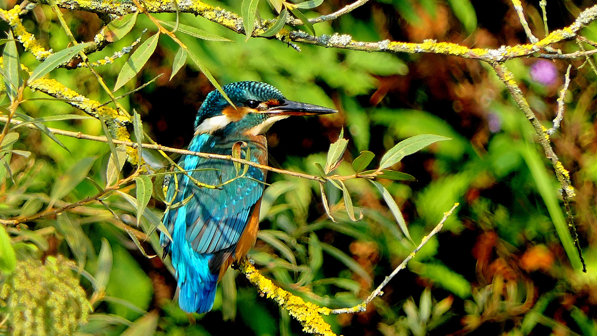   Eisvogel in der Kempe.