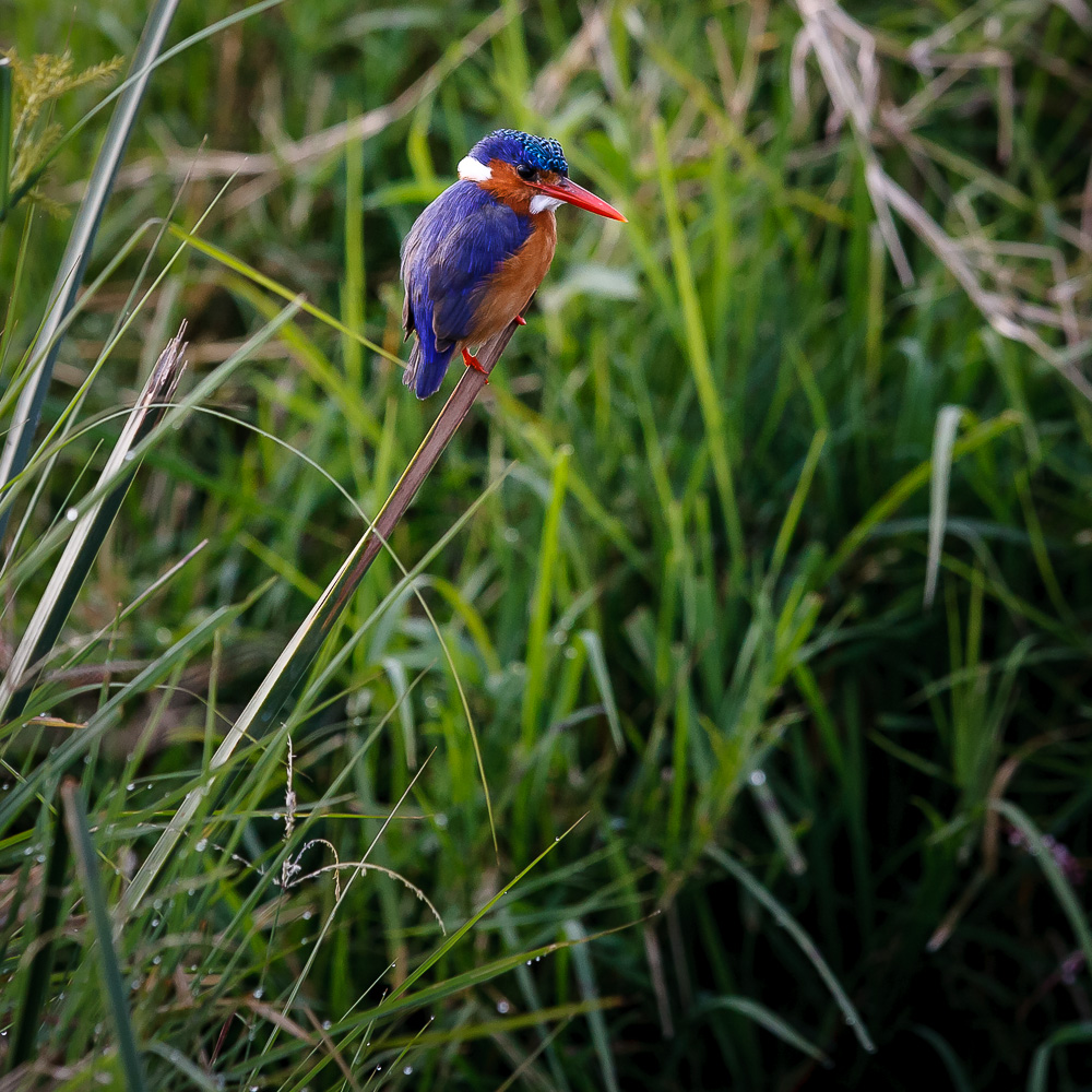 Eisvogel in der Masai Mara