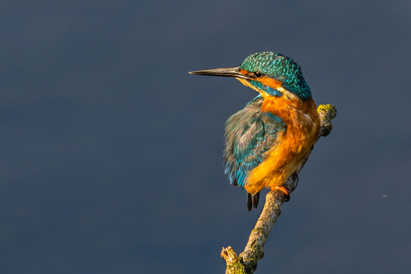 Eisvogel in der Mauser