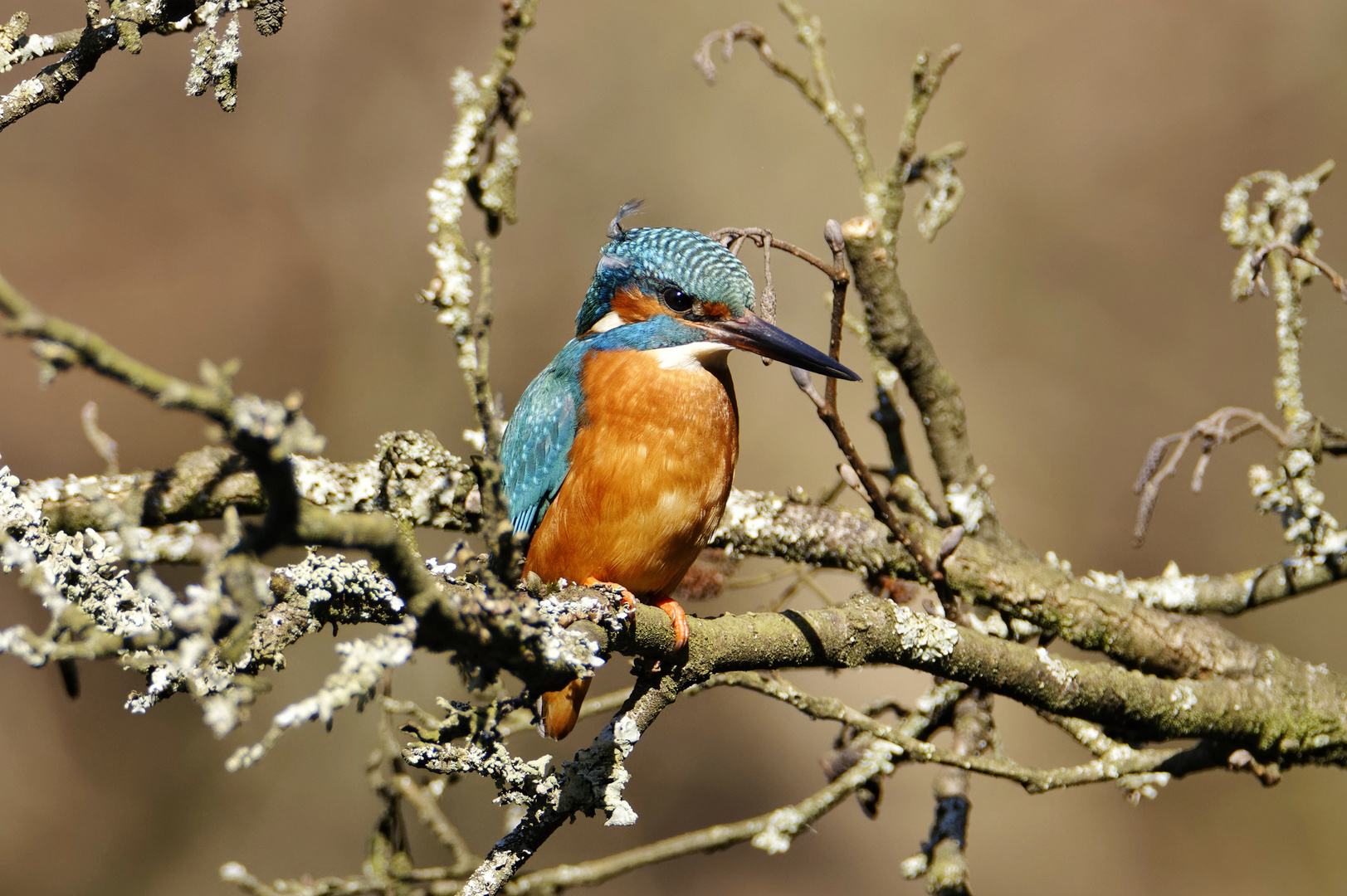 Eisvogel in der Mittagssonne 