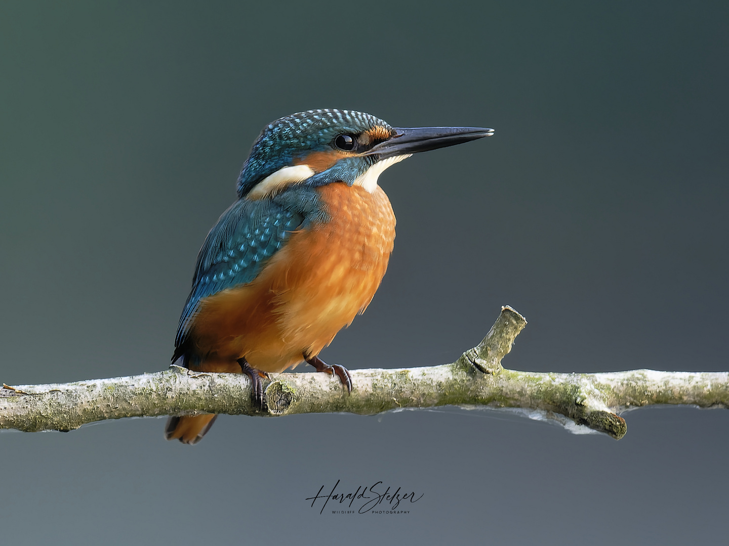 Eisvogel in der Morgensonne 