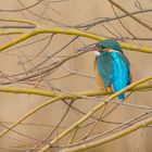 Eisvogel in der Morgensonne