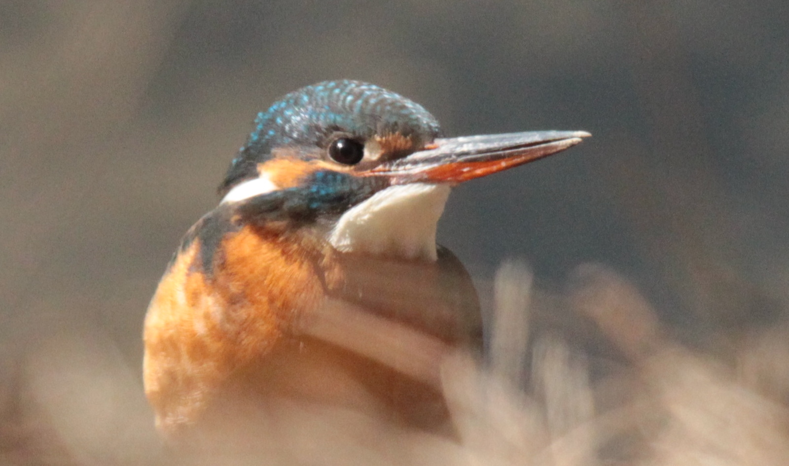 Eisvogel in der Morgensonne