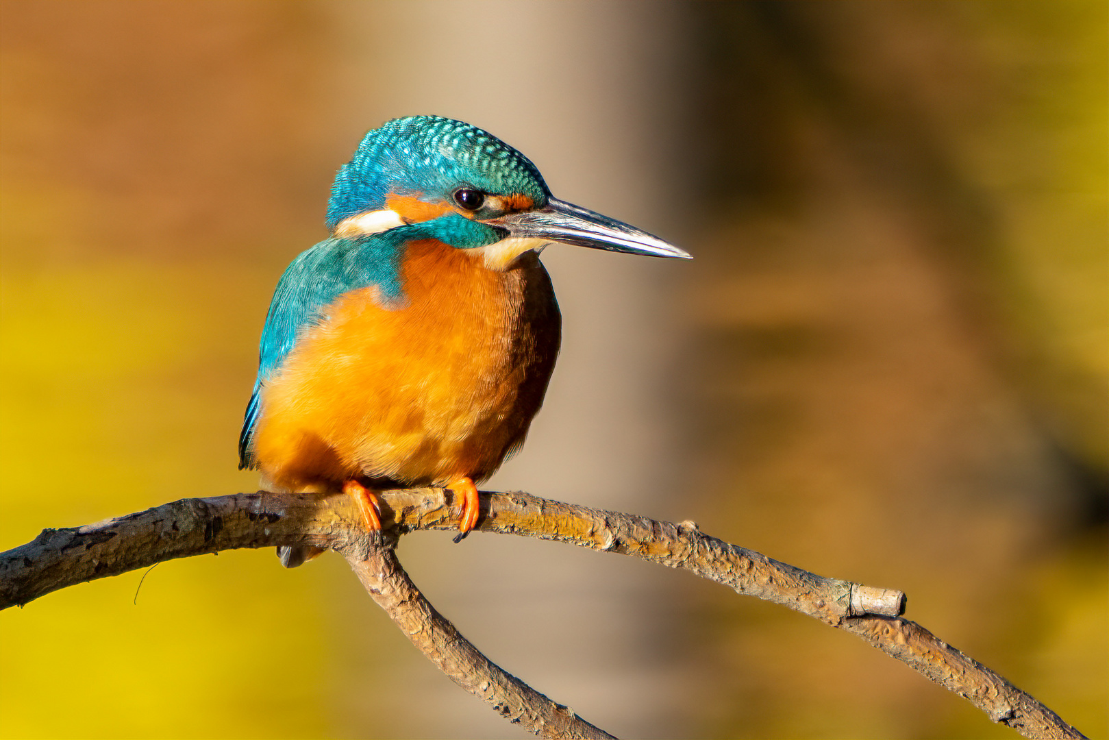 Eisvogel in der Morgensonne