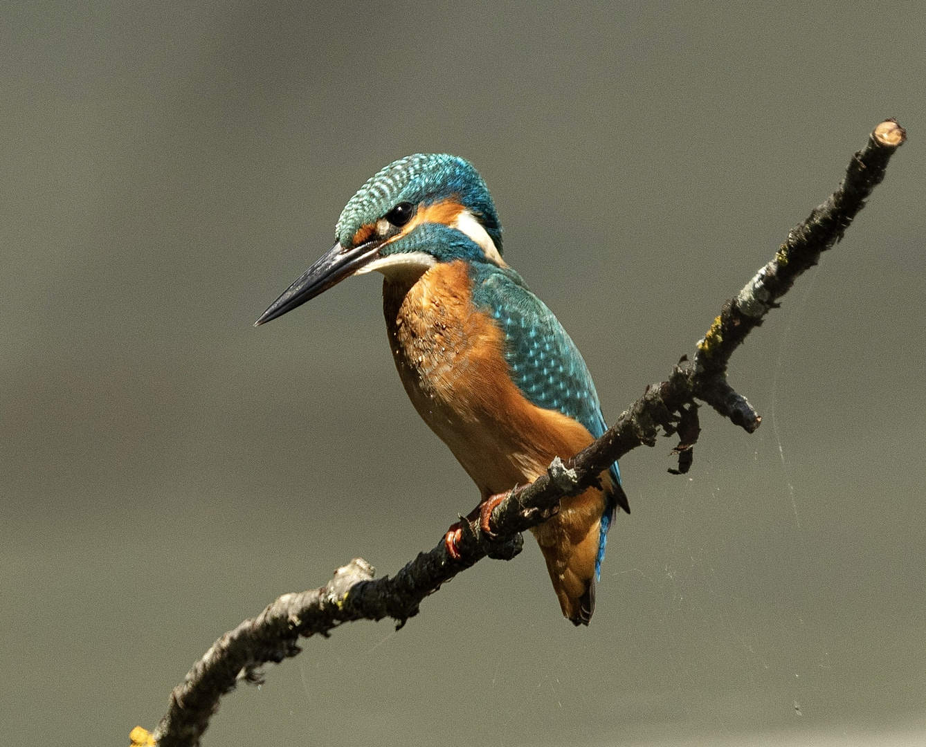 Eisvogel in der Morgensonne 