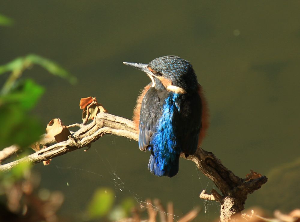 Eisvogel in der Morgensonne