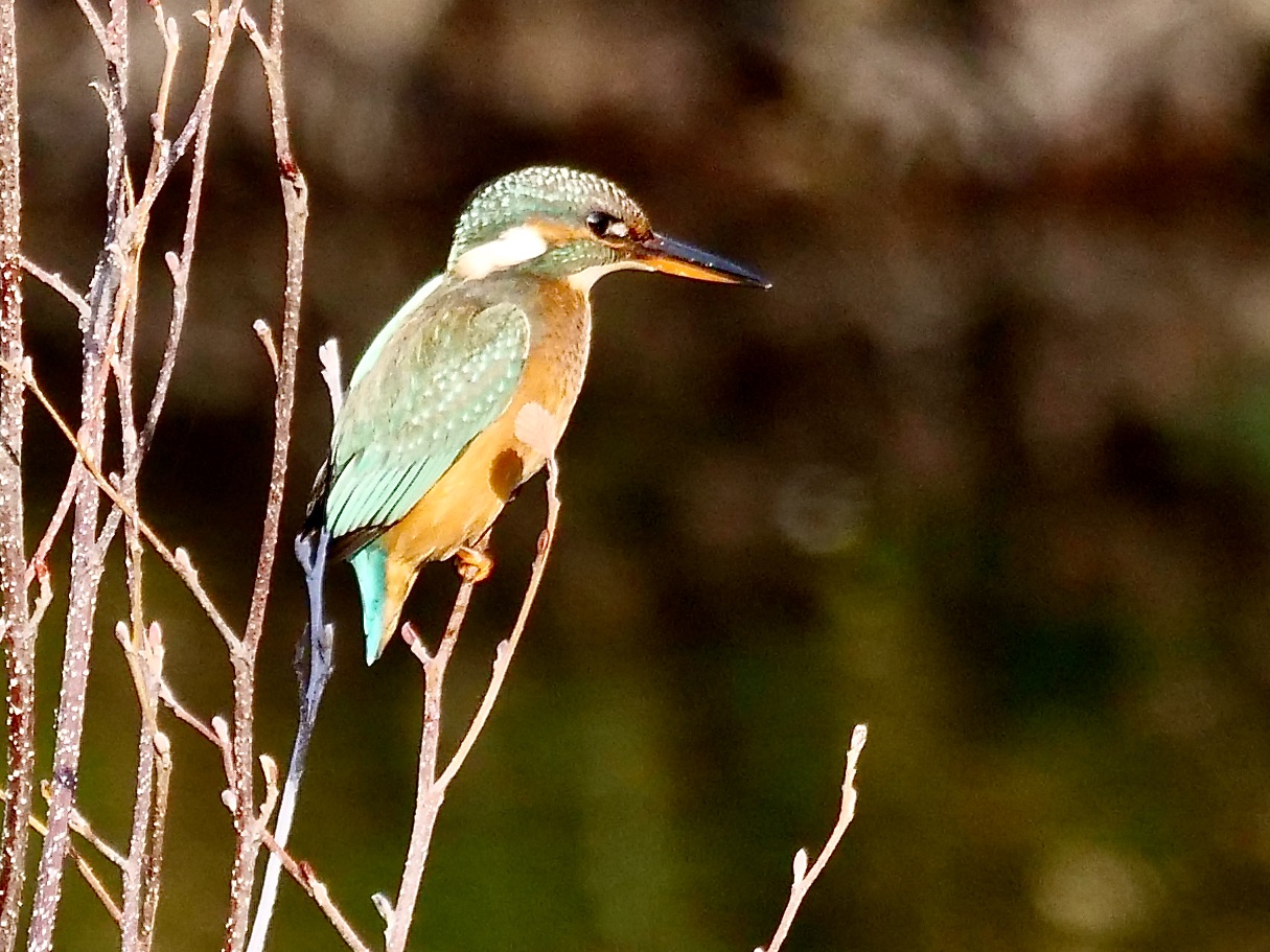 Eisvogel in der Morgensonne