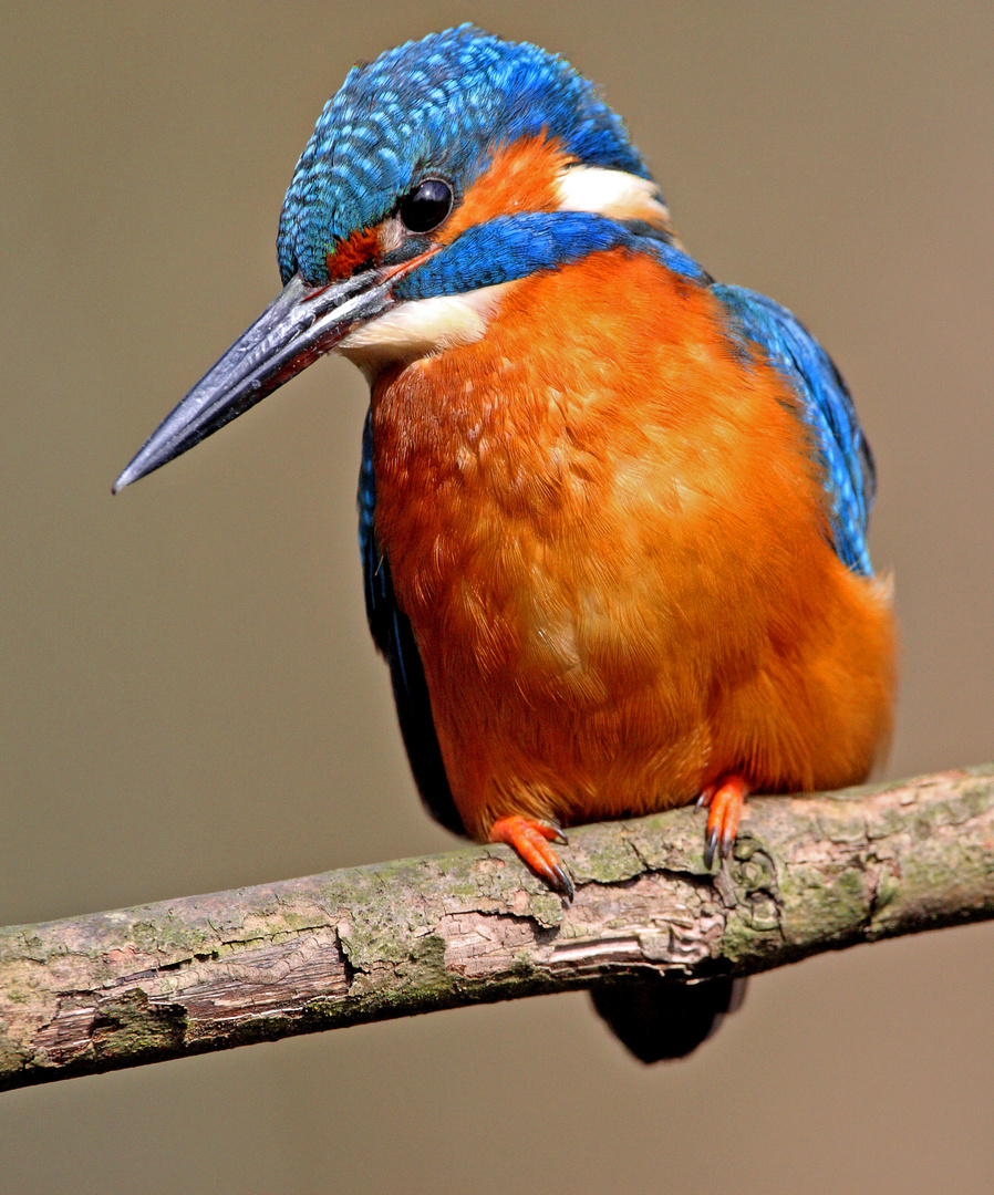 Eisvogel in der Nachmittagssonne