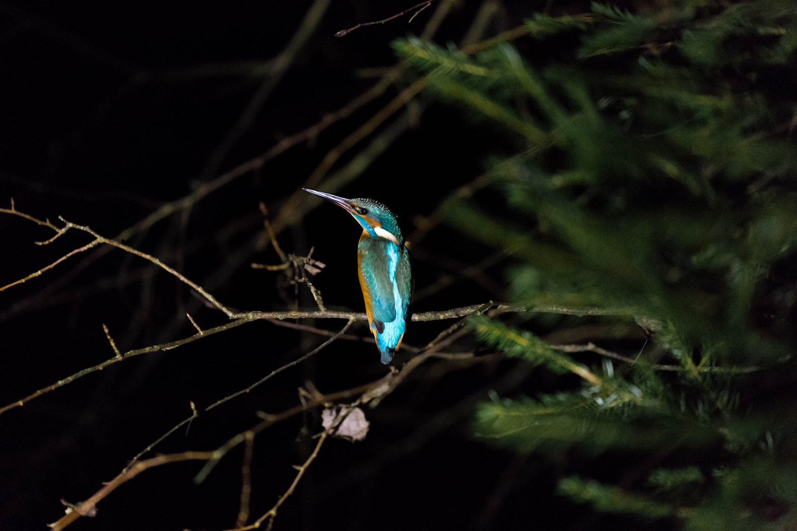 Eisvogel in der Nacht