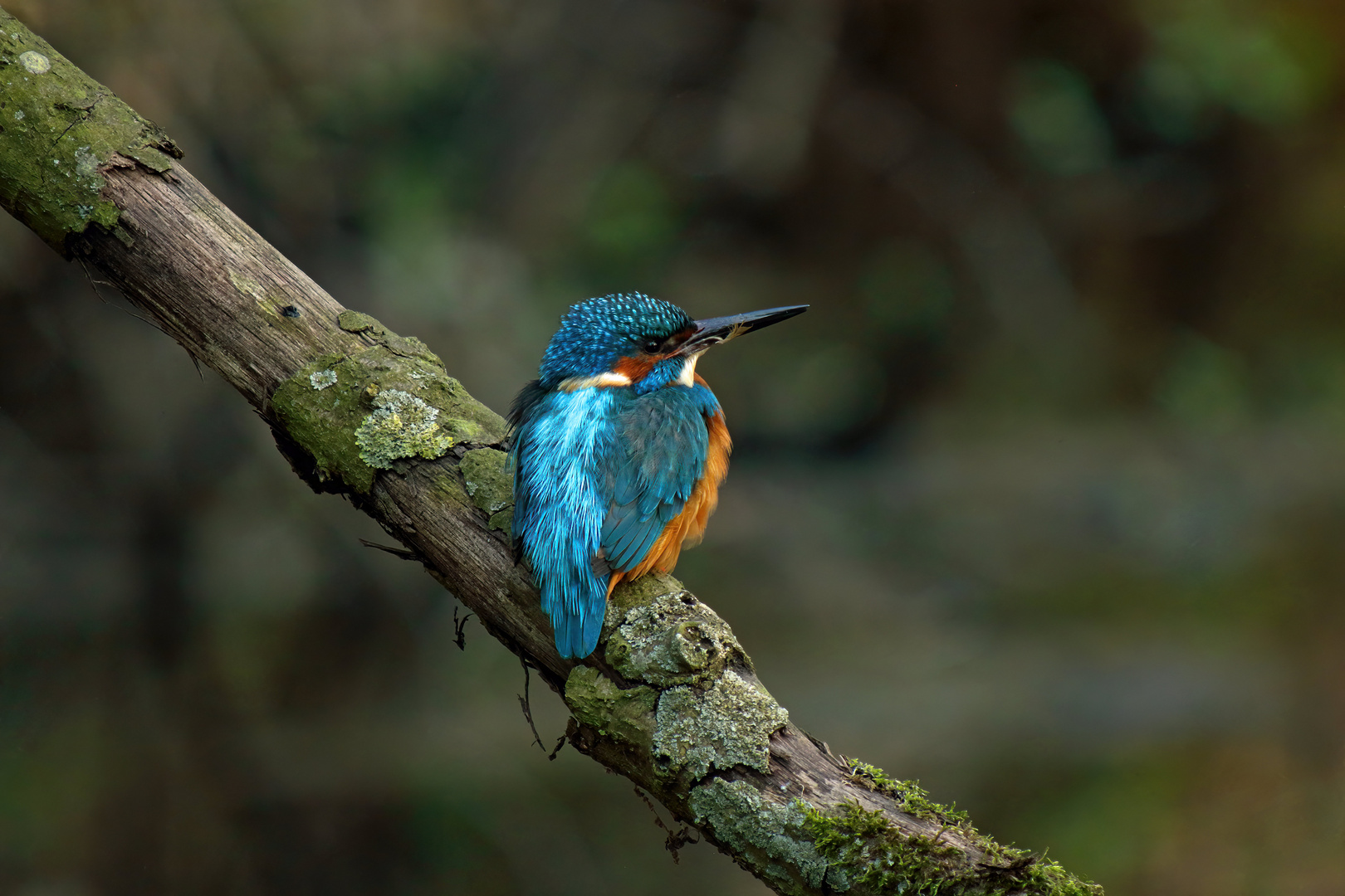 Eisvogel in der Nähe seiner Bruthöhle