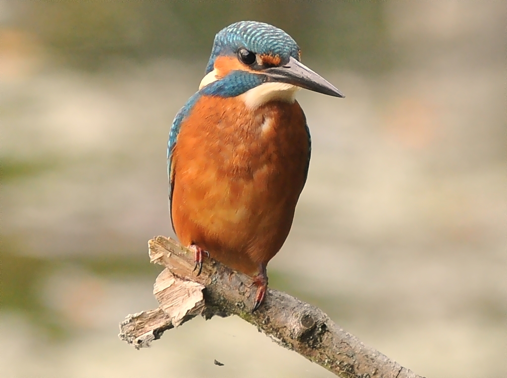 Eisvogel in der Petite Camargue