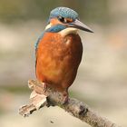 Eisvogel in der Petite Camargue