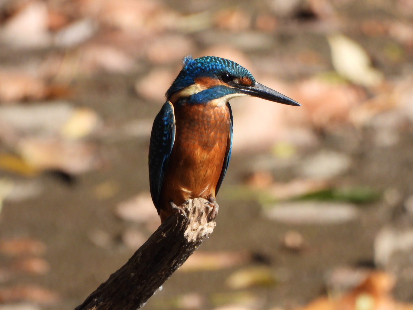 Eisvogel in der September-Sonne 