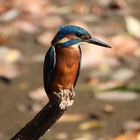 Eisvogel in der September-Sonne 