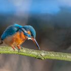 Eisvogel in der Sonne