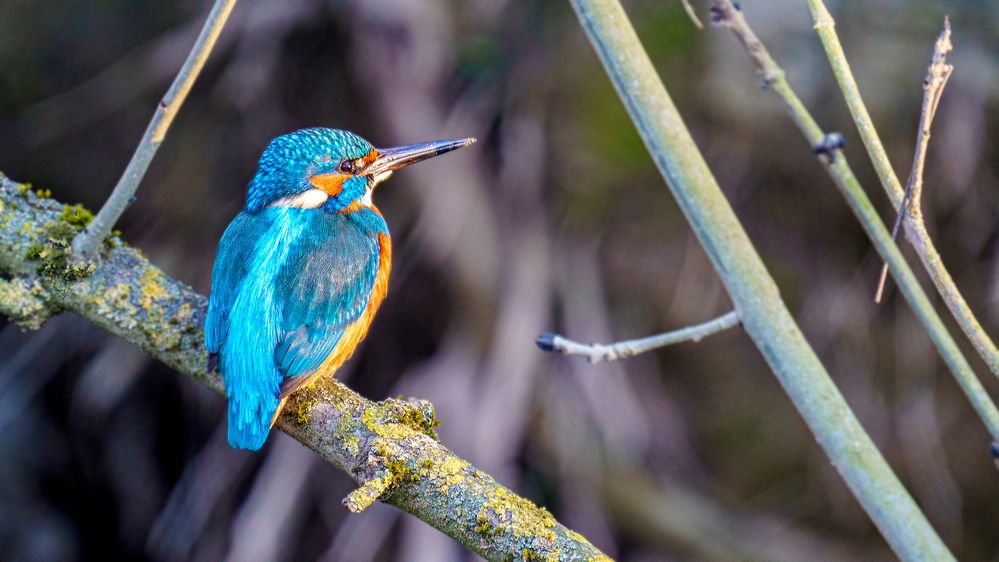 Eisvogel in der Urdenbacher Kämpe, 2021.03.31.