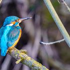 Eisvogel in der Urdenbacher Kämpe, 2021.03.31.