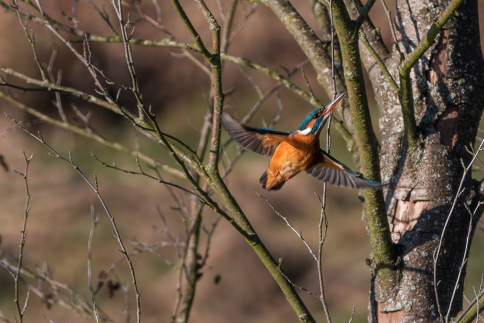 Eisvogel in der vollen Breitseite