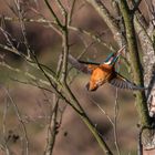 Eisvogel in der vollen Breitseite