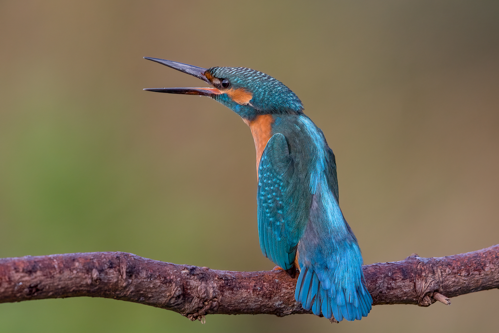 Eisvogel in Drohhaltung