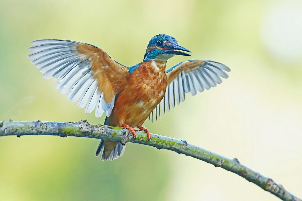 Eisvogel in Drohhaltung