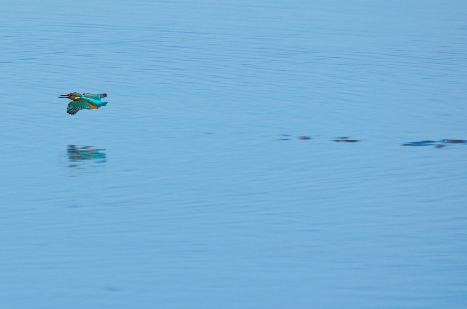 Eisvogel in Eile