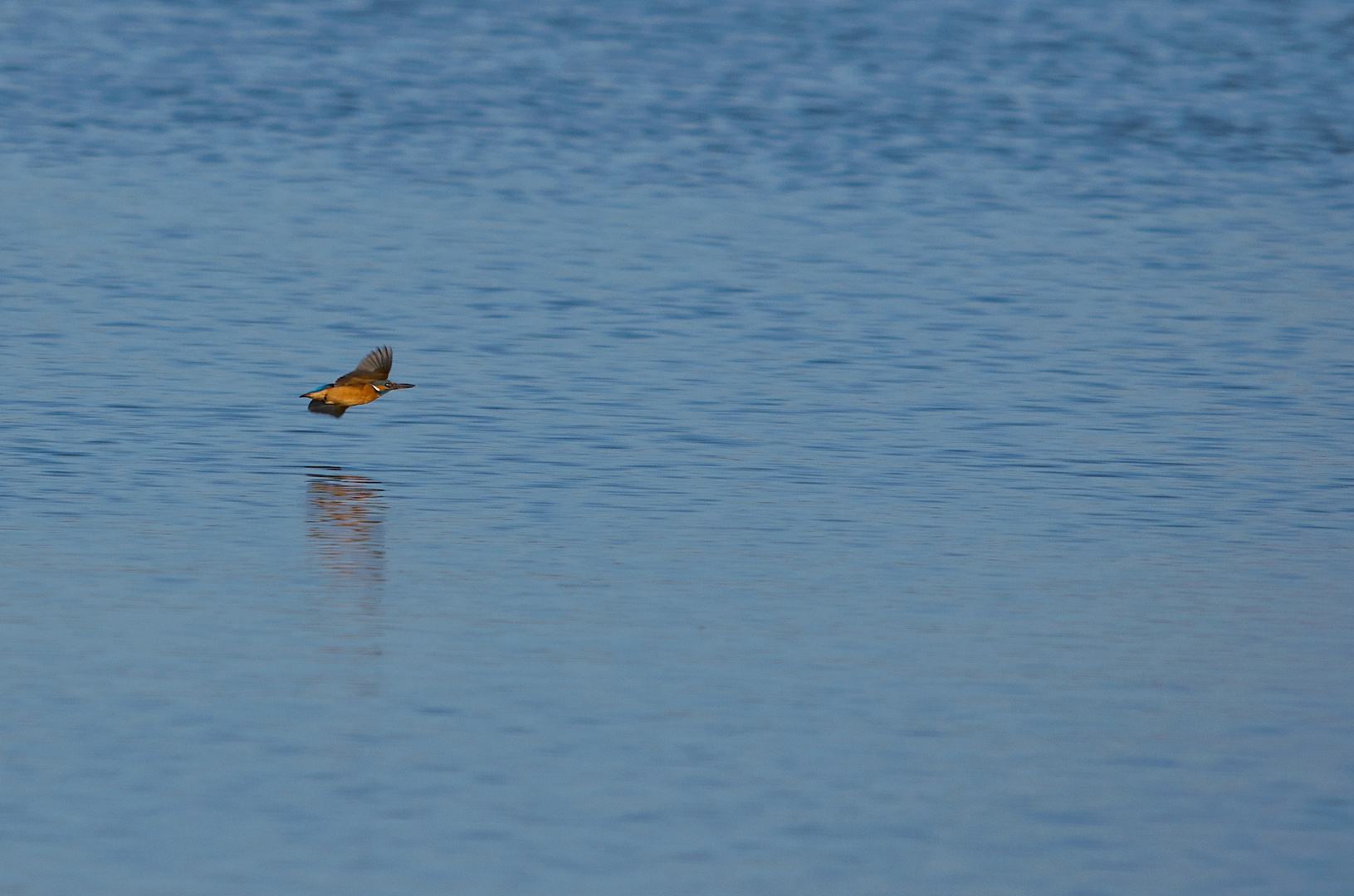 Eisvogel in Eile I