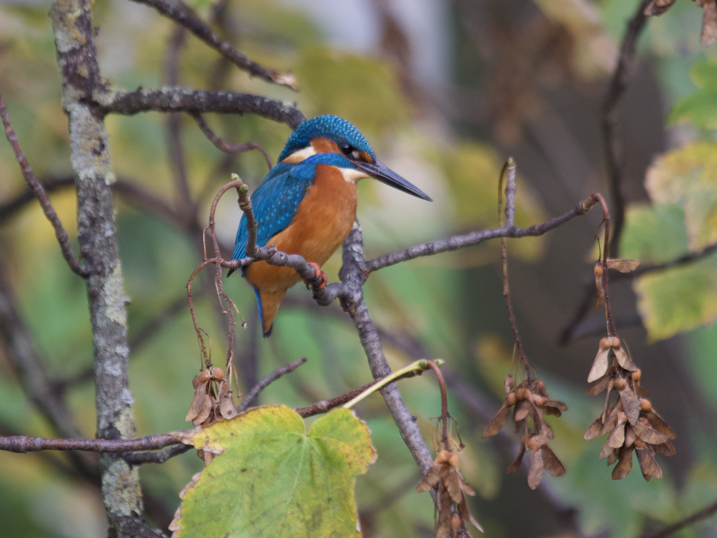 Eisvogel in Eisvogel Country