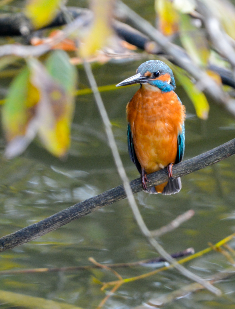 Eisvogel in freier Wildbahn 