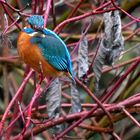 Eisvogel in guter Tarnung ...