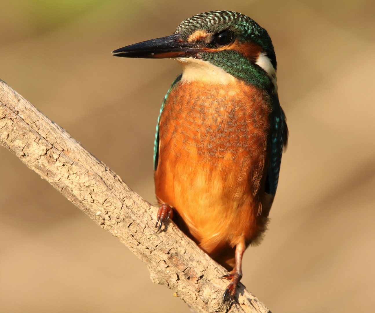 Eisvogel in Hannover an der Leine 