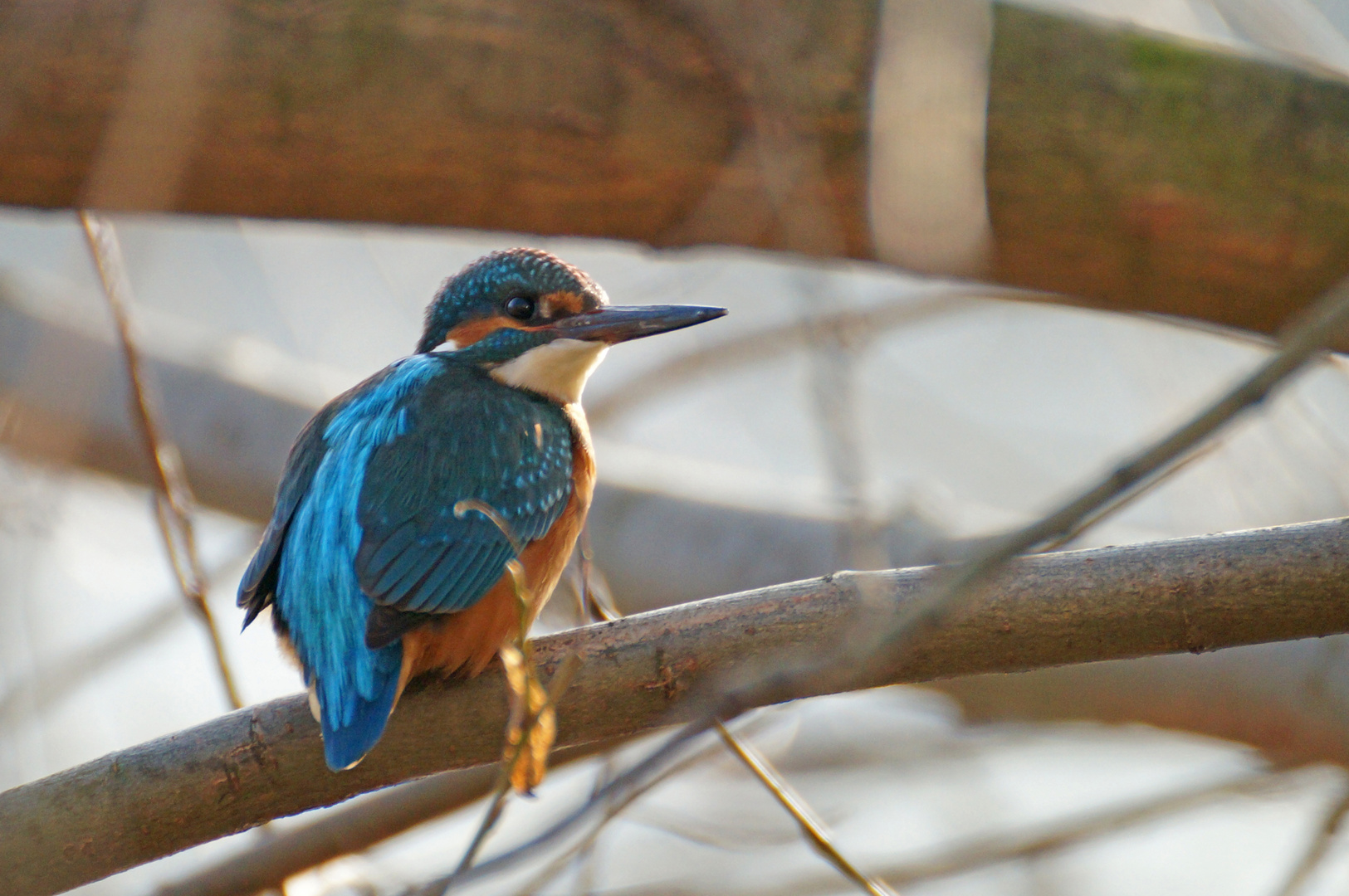 Eisvogel in Heidelberg