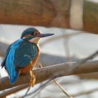 Eisvogel in Heidelberg