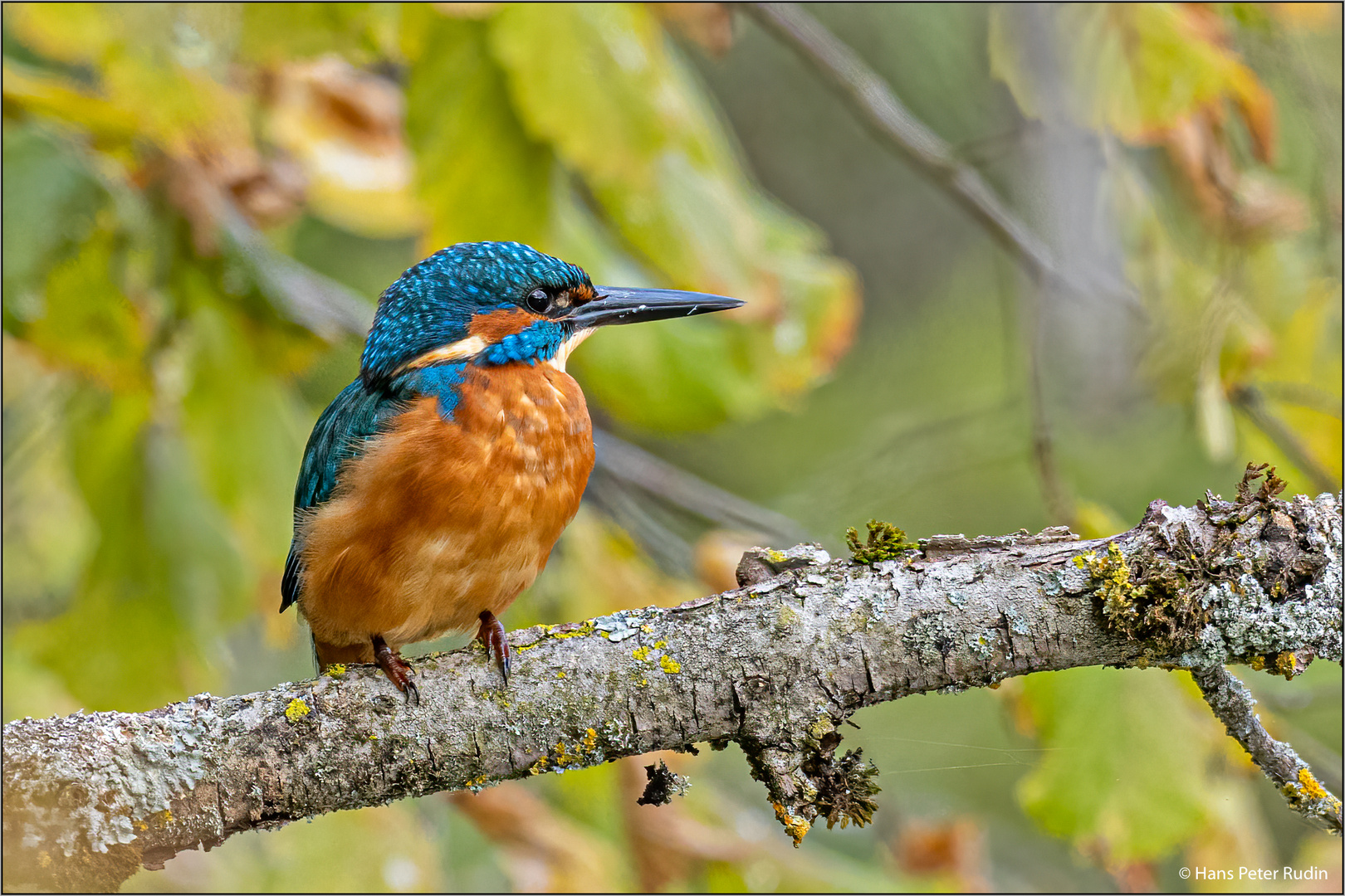 Eisvogel – in herbstlicher Umgebung