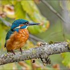 Eisvogel – in herbstlicher Umgebung