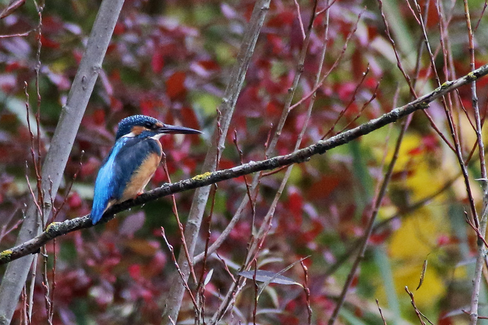 Eisvogel in herbstlicher Umgebung