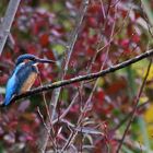 Eisvogel in herbstlicher Umgebung