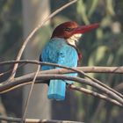 Eisvogel in Indien