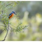 Eisvogel in Lauerstellung