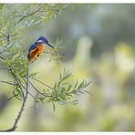 Eisvogel in Lauerstellung