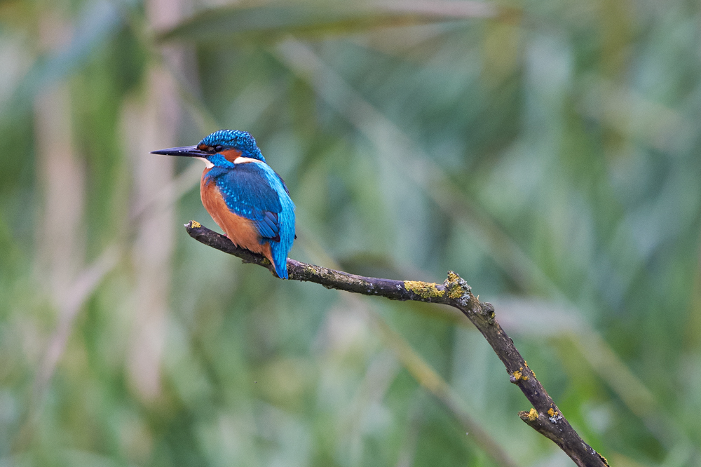 Eisvogel in Lauerstellung